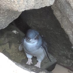 st-kilda-penguin-in-the-rocks-1