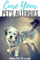 pet allergies 
